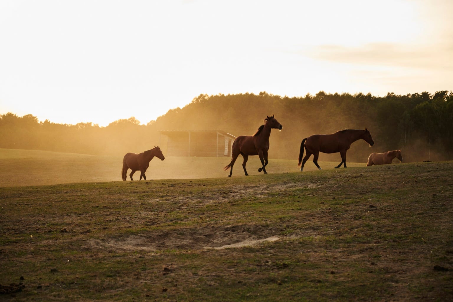 workation brandenburg Reiturlaub in der Schorfheide